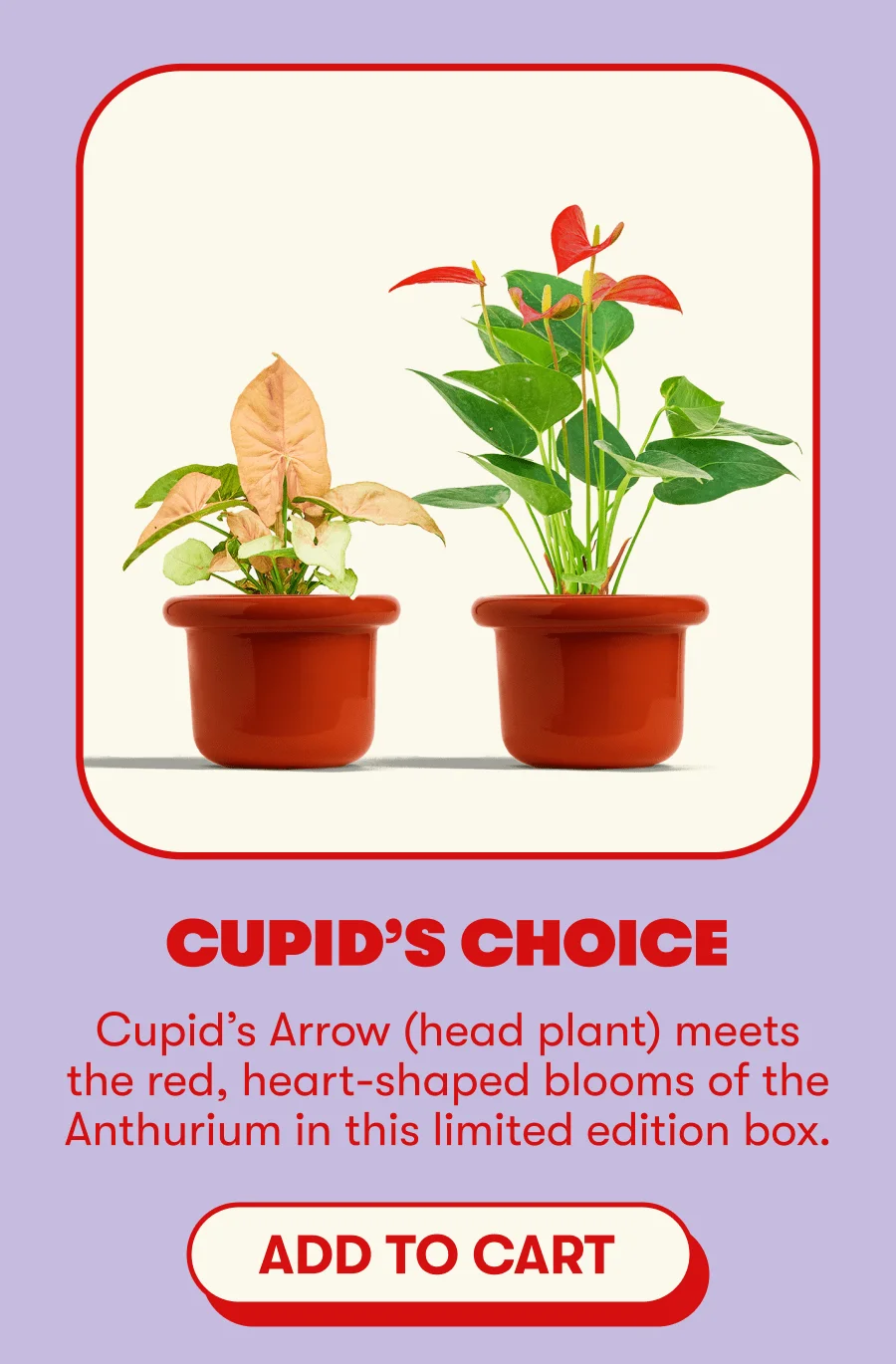 CUPID'S CHOICE Cupid's Arow (head plant) meets the red, heart-shaped blooms of the Anthurium in this imited edition box. [ADD TO CART]