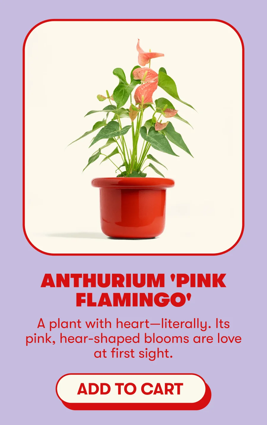 ANTHURIUM 'PINK FLAMINGO"   A plant with heart-literally. Its pink, hear. shaped blooms are love. at first sight  [ADD TO CART]