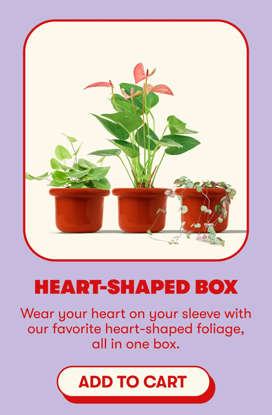HEART-SHAPED BOX | Wear your heart on your sleeve with our favorite heart-shaped foliage, all in one box. [ADD TO CART]