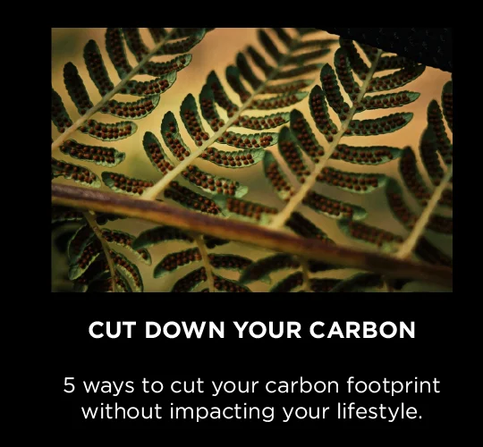 cut down carbon blog header