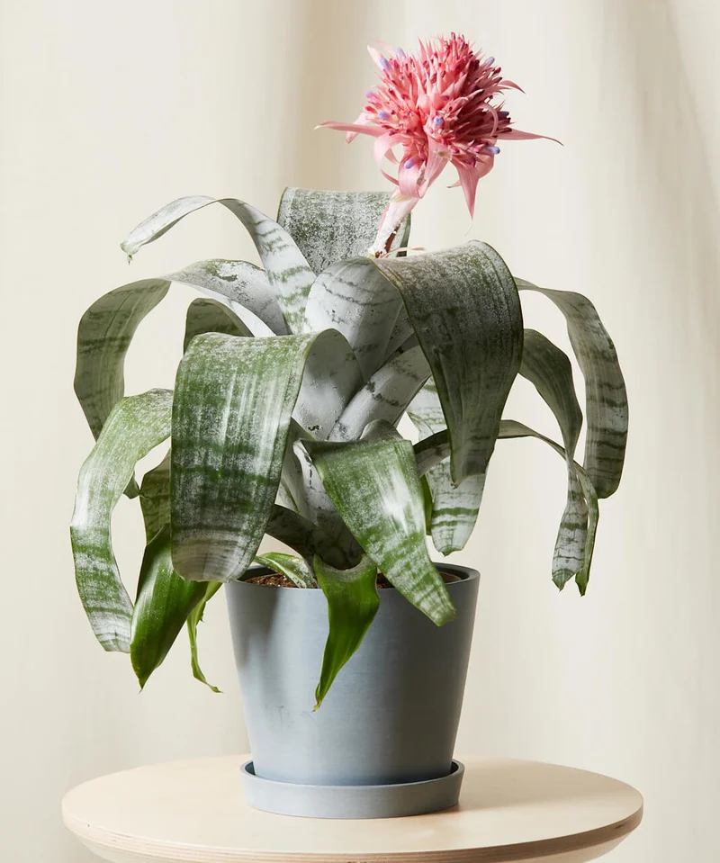 Image of Bromeliad Silver Vase