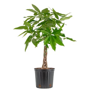 Up to 25% Off Select House Plants