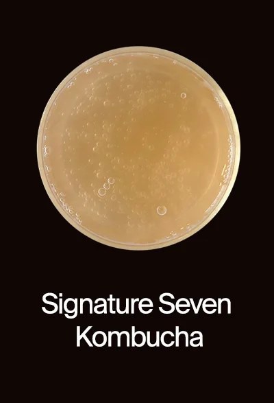 Kombucha, Signature Seven