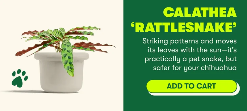 Calathea ‘Rattlesnake’   Striking patterns and moves its leaves with the sun—it’s practically a pet snake, but safer for your chihuahua [ADD TO CART]