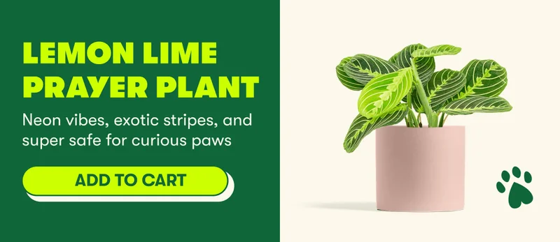 Lemon Lime Prayer Plant Neon vibes, exotic stripes, and super safe for curious paws [ADD TO CART]