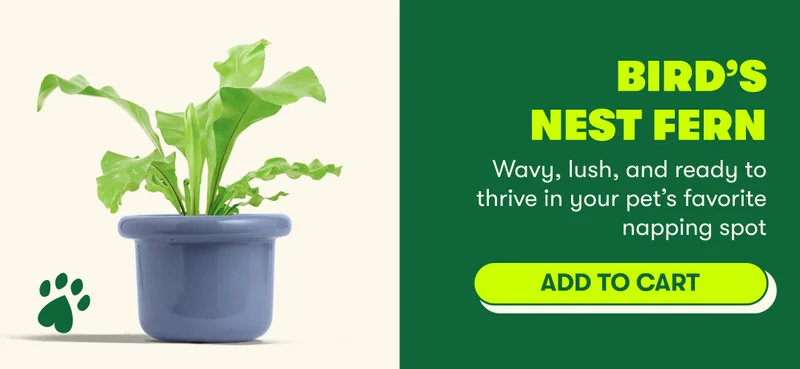 Bird’s Nest Fern Wavy, lush, and ready to thrive in your pet’s favorite napping spot [ADD TO CART]