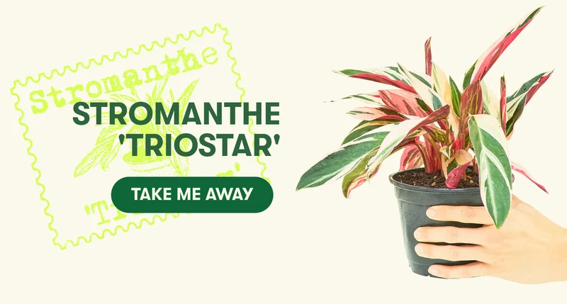 Stromanthe 'TrioStar' - Take Me Away