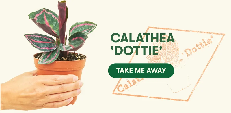 Calathea 'Dottie' - Take Me Away