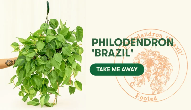 Philodendron 'Brazil' - Take Me Away