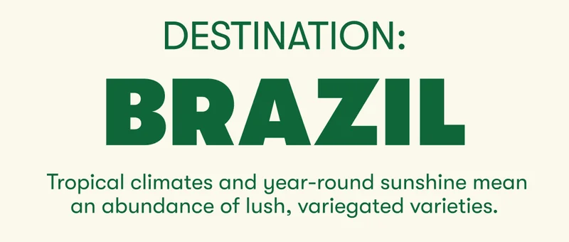 Anyone else feeling wanderlust this winter? Whether you're actually jet-setting or not, it's easy to get the look of your dream destinations at home