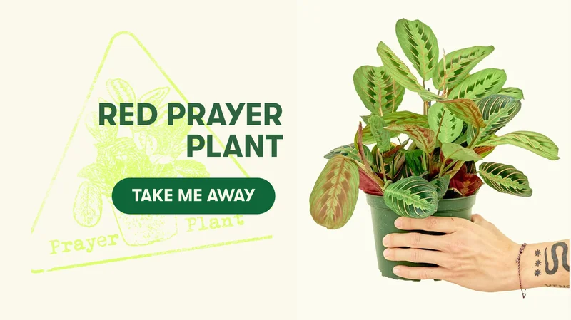 Red Prayer Plant - Take Me Away