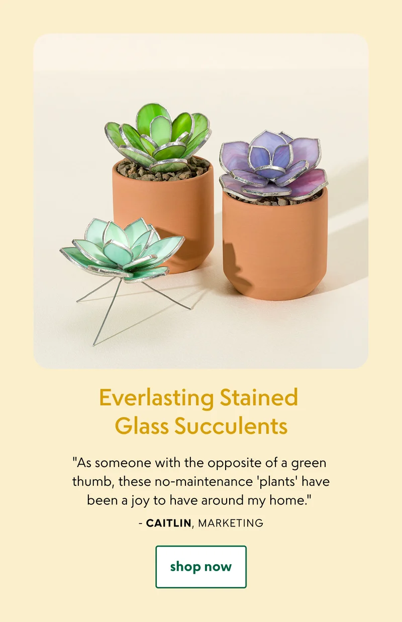 everlasting-stained-glass-succulents