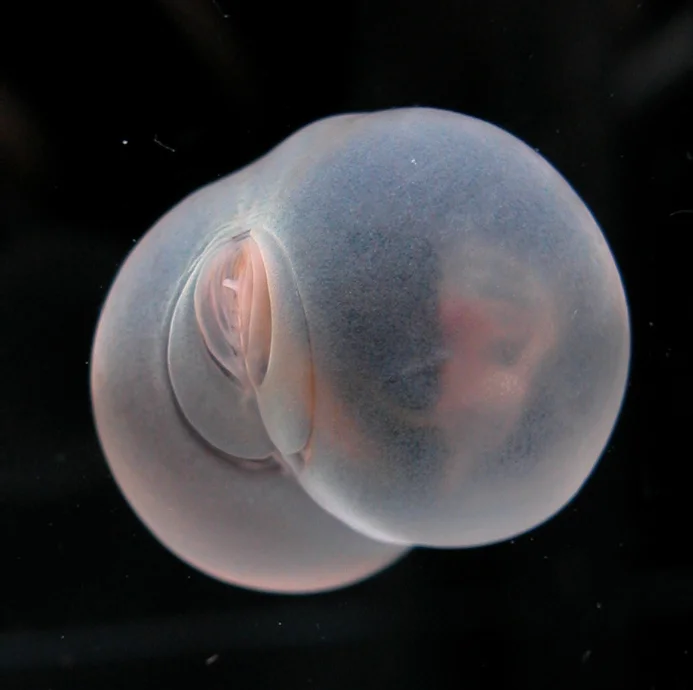 A laboratory image of Chaetopterus pugaporcinus, aka the 'pigbutt worm,' an unusual, round, marble-sized worm discovered in Monterey Bay.