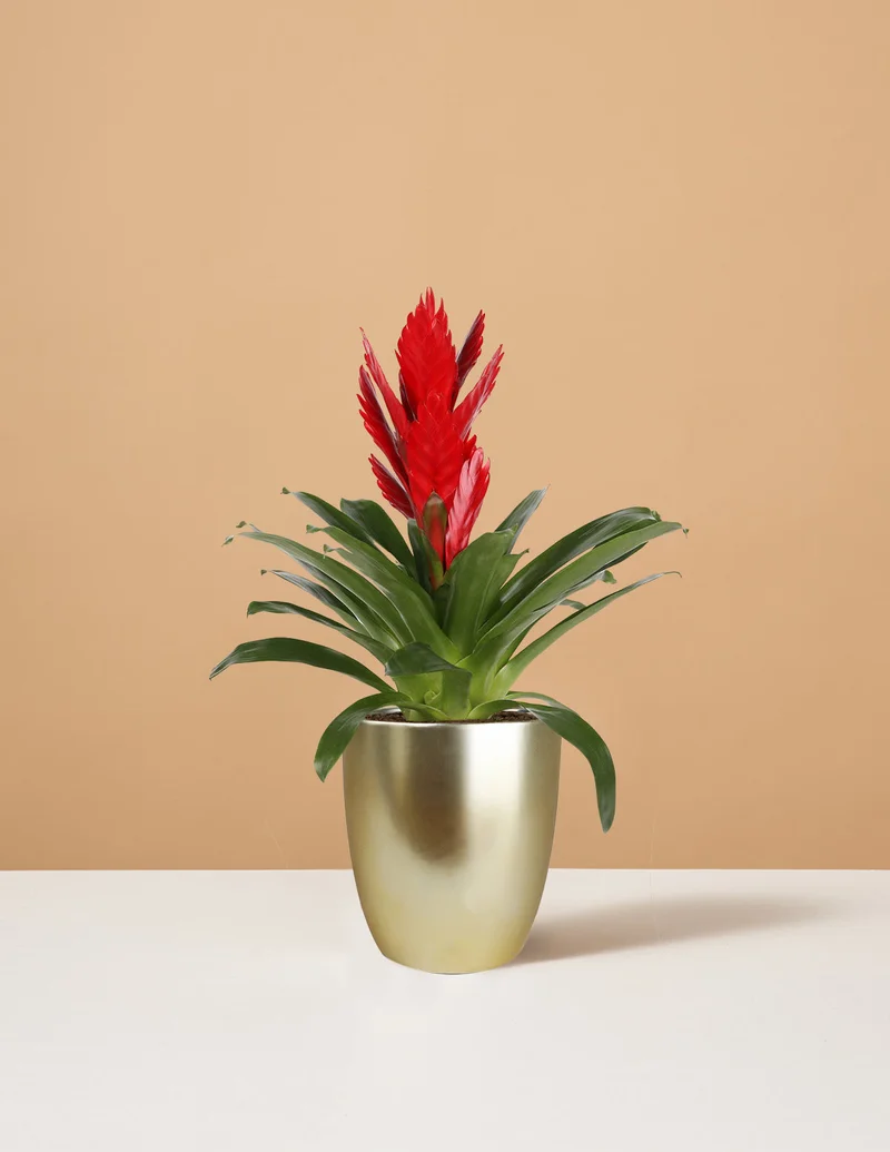 Image of Bromeliad Vriesea Intenso Red