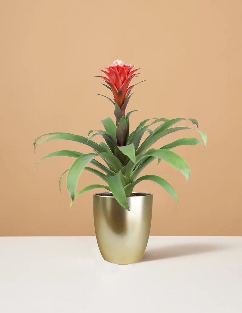 Image of Bromeliad Red Guzmania Hope