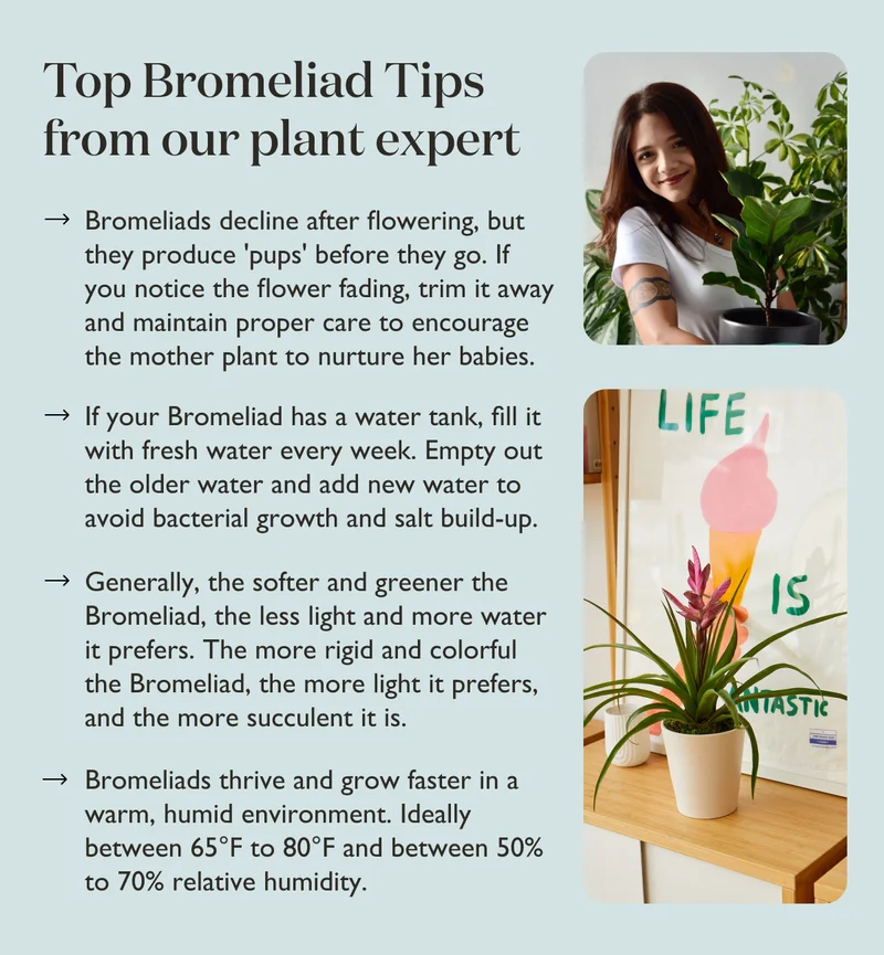 Top Bromeliad Tips from our Plant Expert