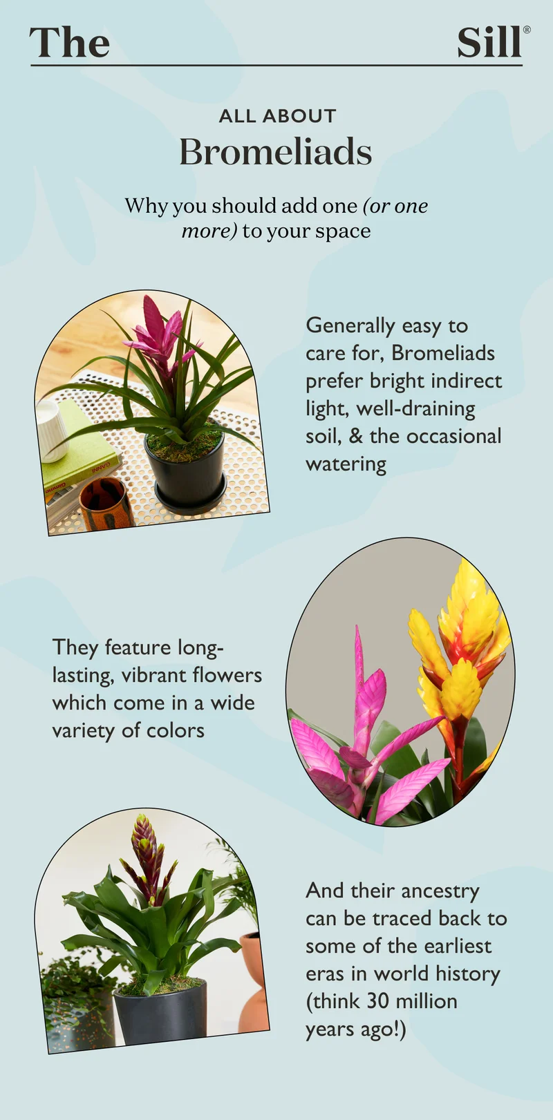 Generally easy to care for, Bromeliads prefer bright indirect light, well-draining soil, and the occasional watering. They feature long-lasting, vibrant flowers which come in a wide variety of colors. And their ancestry can be traced back to some of the earliest eras in the world history (think 30 million years ago!)