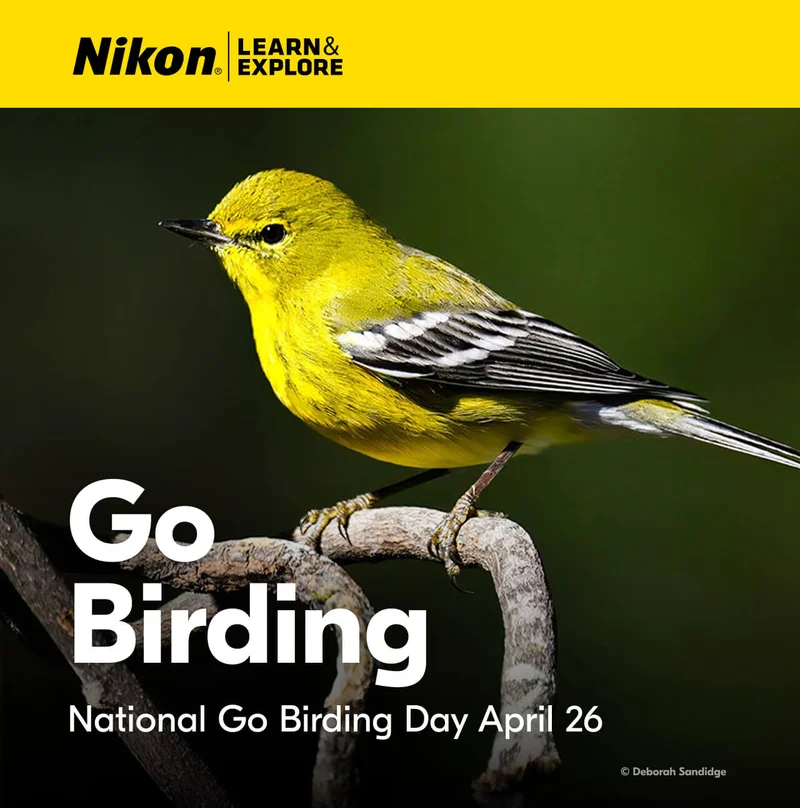 Nikon | Learn and Explore | Go Birding