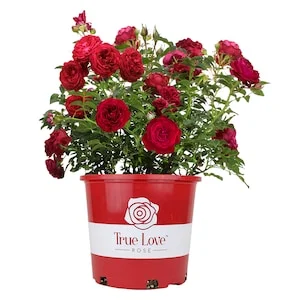 25% Off Select Orchids & Roses