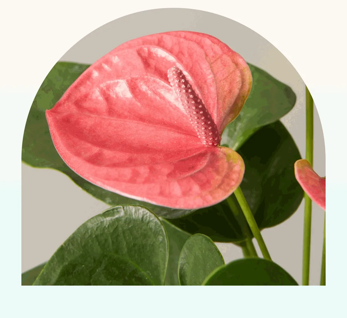 Colorful, Blooming Houseplants