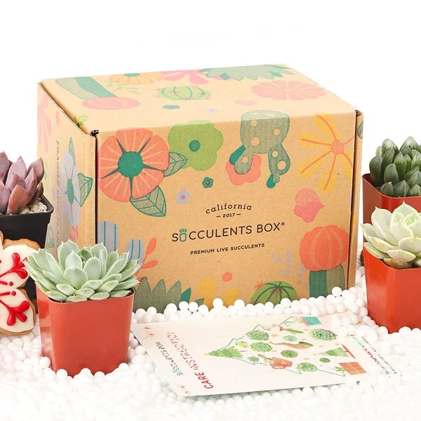 Succulents Box