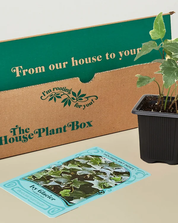 House Plant Box