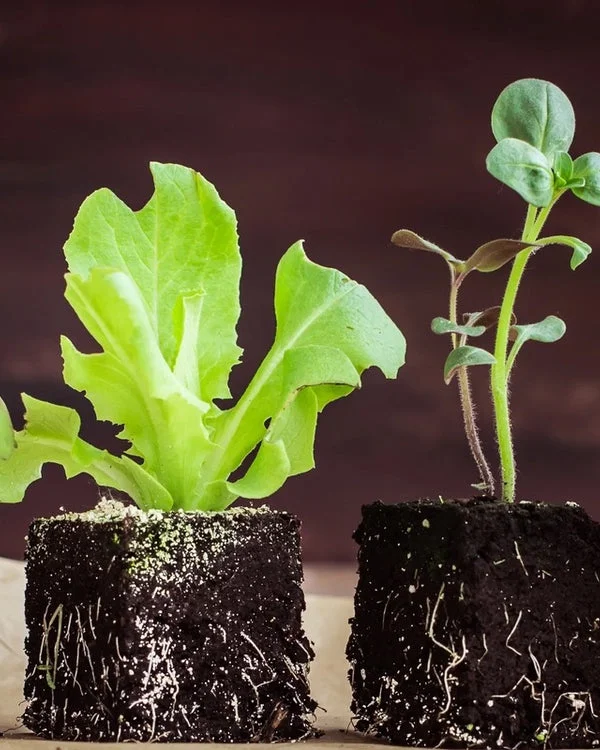 Urban Organic Gardener Seed Club
