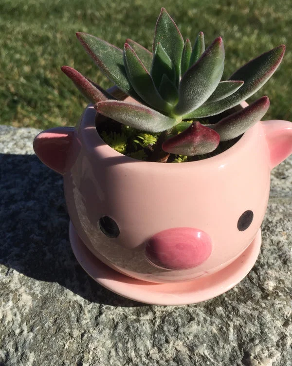 Potted Succulent Plant