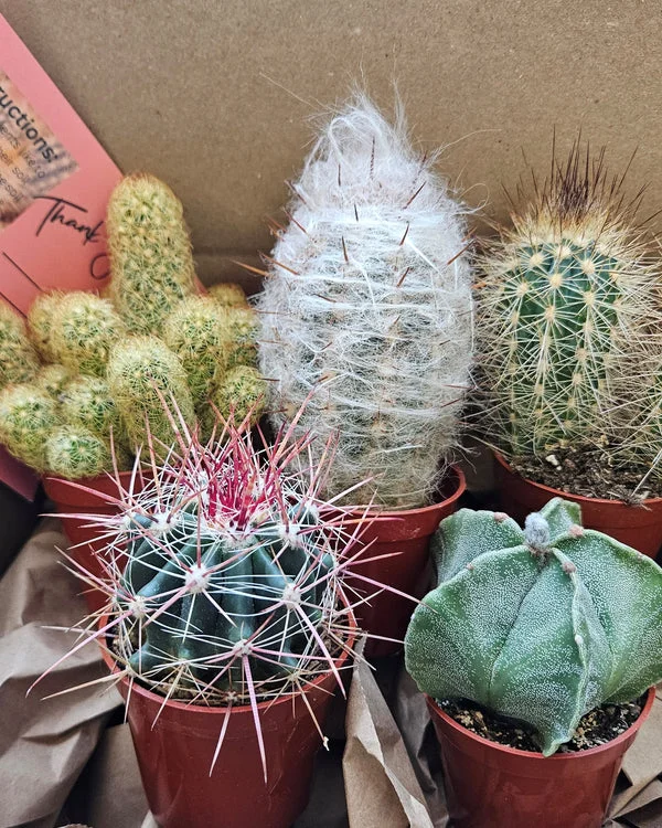 Monthly Cacti Box by Quarter Moon Farms