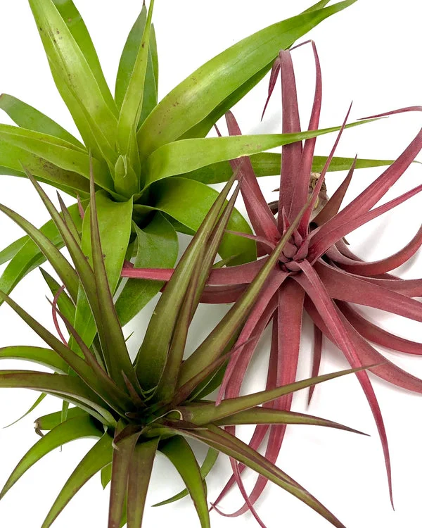 Air Plants Monthly
