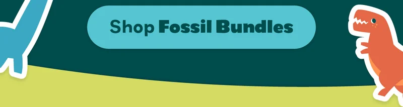 Shop Fossil Bundles