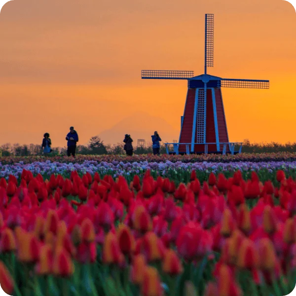 Oregon Mt Hood - Wooden Shoe Tulip Festival