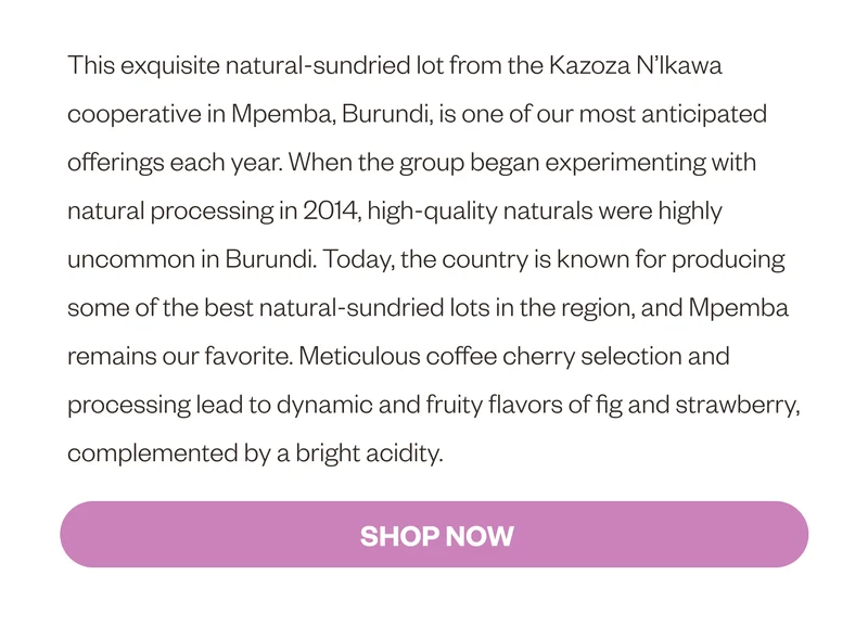 This exquisite natural-sundried lot from the Kazoza N’Ikawa cooperative in Mpemba, Burundi, is one of our most anticipated offerings each year. When the group began experimenting with natural processing in 2014, high-quality naturals were highly uncommon in Burundi. Today, the country is known for producing some of the best natural-sundried lots in the region, and Mpemba remains our favorite. Meticulous coffee cherry selection and processing lead to dynamic and fruity flavors of fig and strawberry, complemented by a bright acidity.