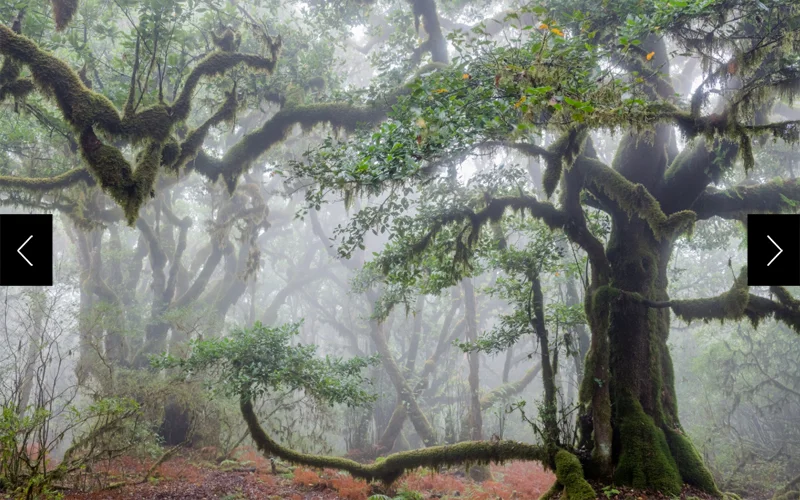 A forest of winding trees are pictures in the laurel forest of Madeira, a Portuguese archipelago in the North Atlantic, amid fog and pink foliage on the ground.