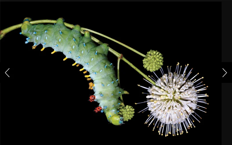 A green cecropia caterpillar hangs upside down off of a plant stem.