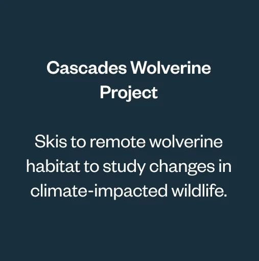 Cascades Wolverine Project. Skis to remote wolverine habitat and collects data to use for climate action.