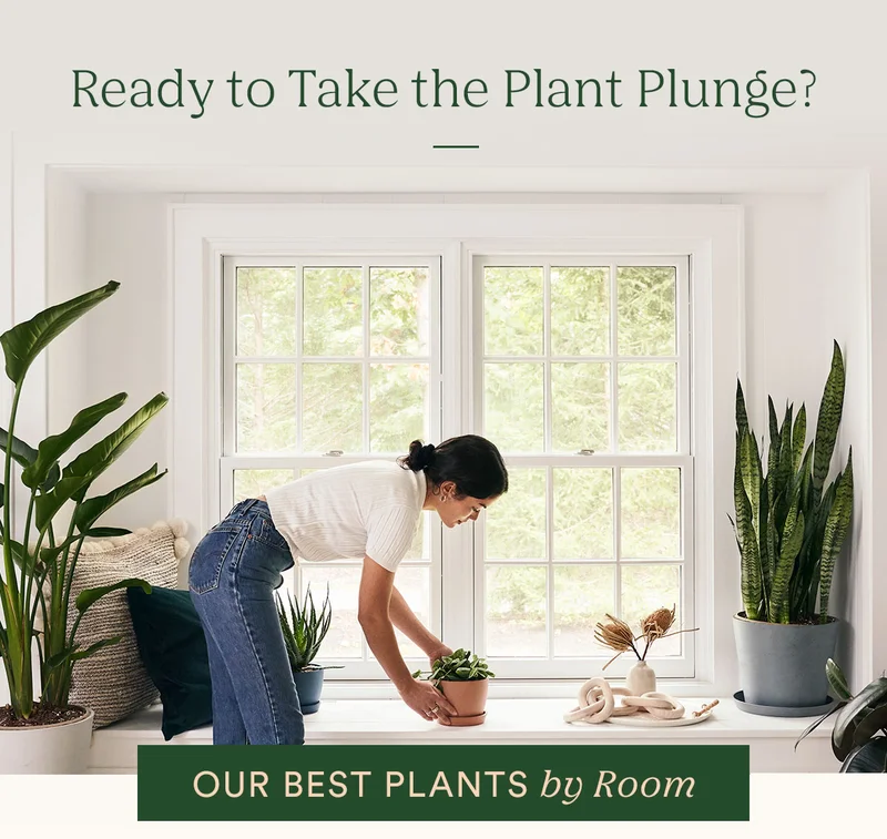 Pick your plant!