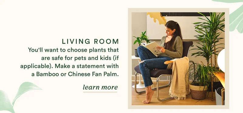 Best plants for the living room
