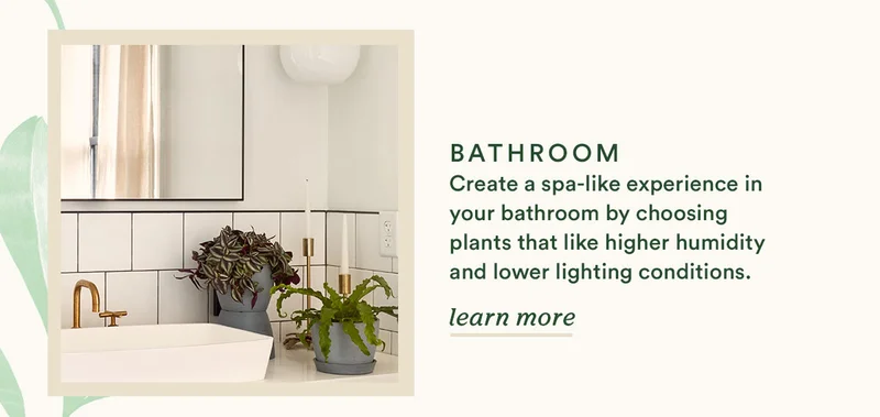 Best plants for the bathroom