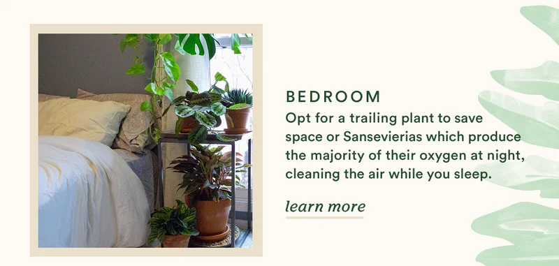 Best plants for the bedroom