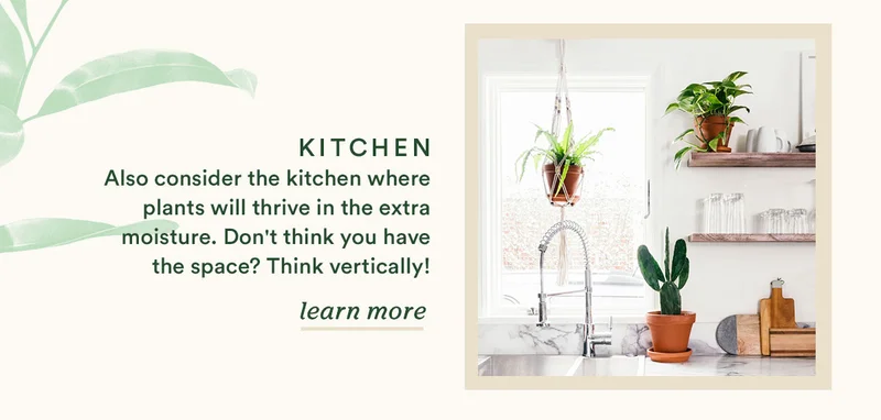Best plants for the kitchen