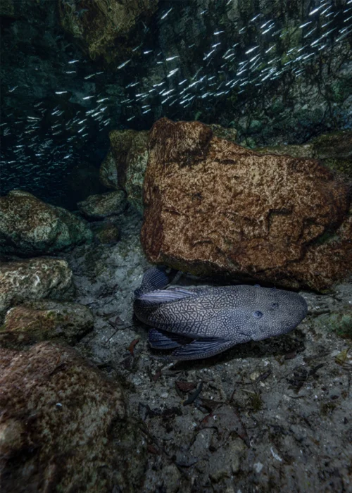 An invasive armored catfish grazes along the limestone bottom of Silver Glen Springs in Florida’s Ocala National Forest. The armored catfish came to Florida in the 1950s, the result of the aquarium trade and irresponsible owners who released the fish into the state's waterways.