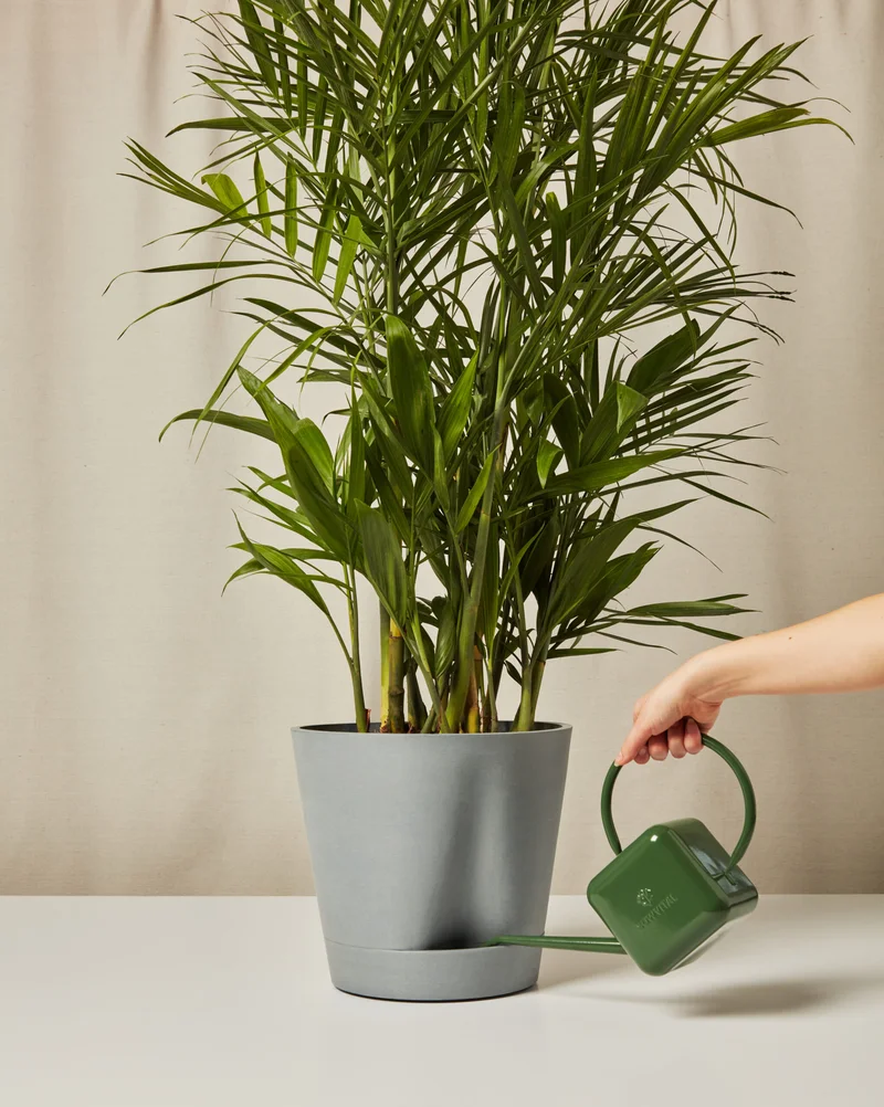 Image of Bamboo Palm