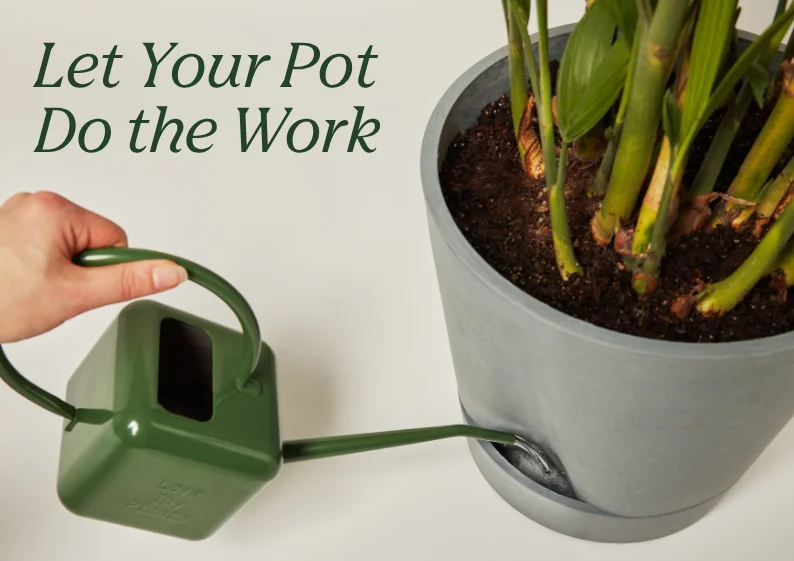 SHOP SELF-WATERING PLANTS