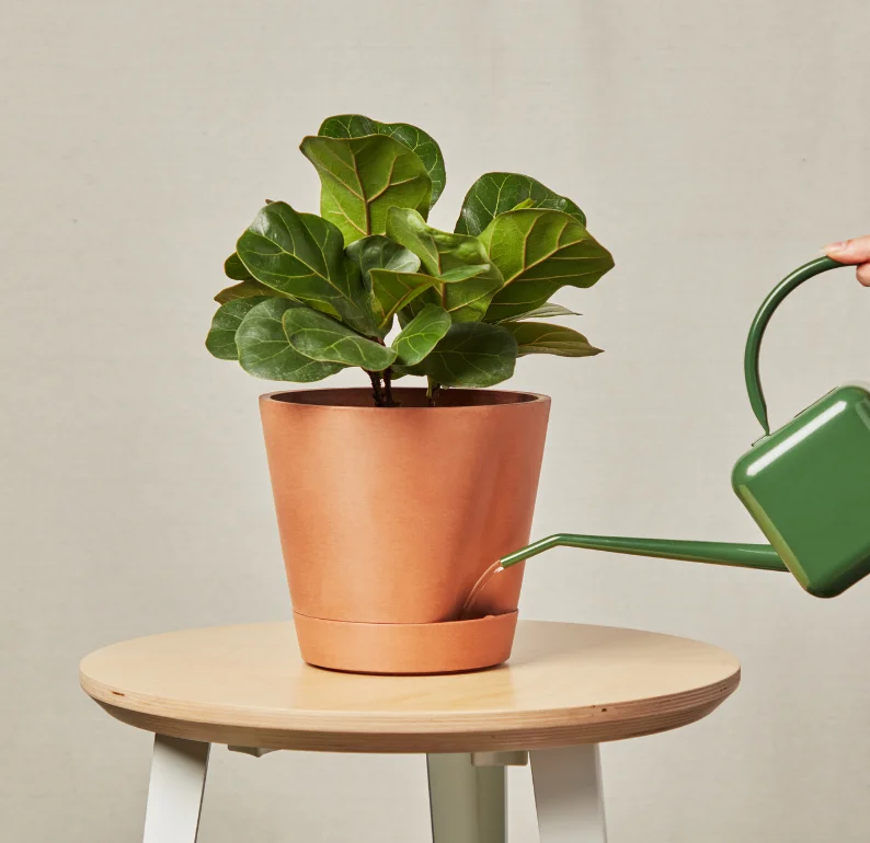 SELF-WATERING FIDDLE LEAF FIG