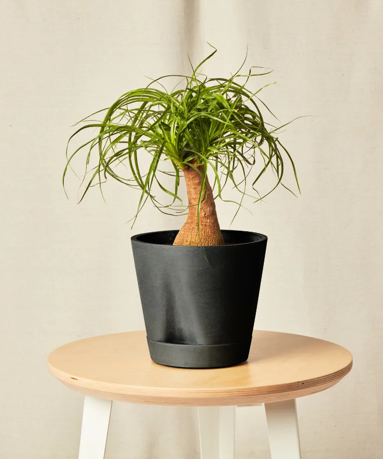 Image of Ponytail Palm