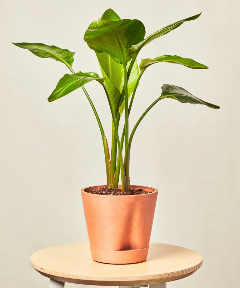 Image of Bird of Paradise Tabletop
