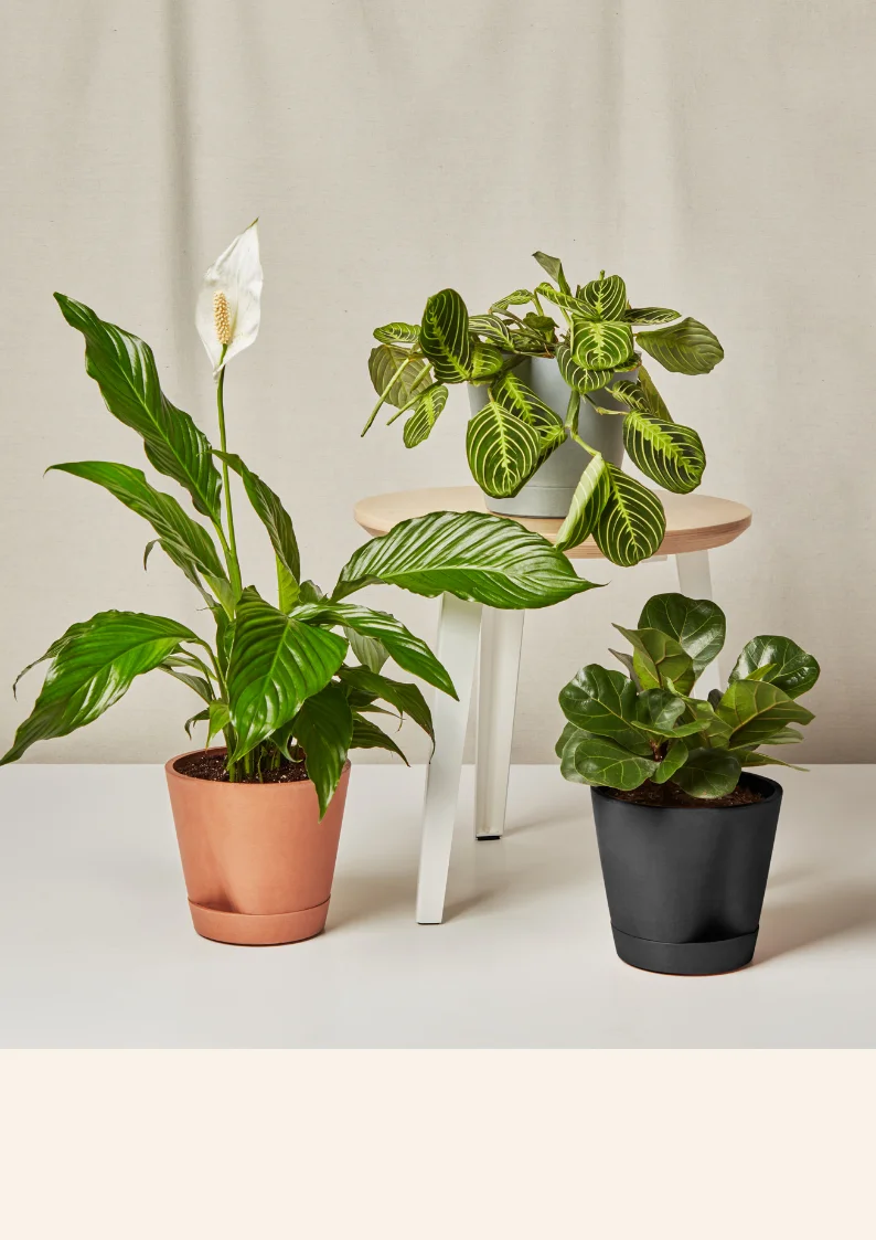 MD SELF-WATERING PLANT GROUPING