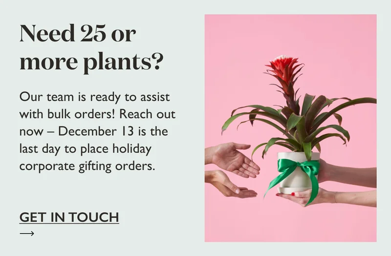 Need 25 or more plants? Our team is ready to assist with bulk orders! Reach out now – December 13 is the last day to place holiday corporate gifting orders.