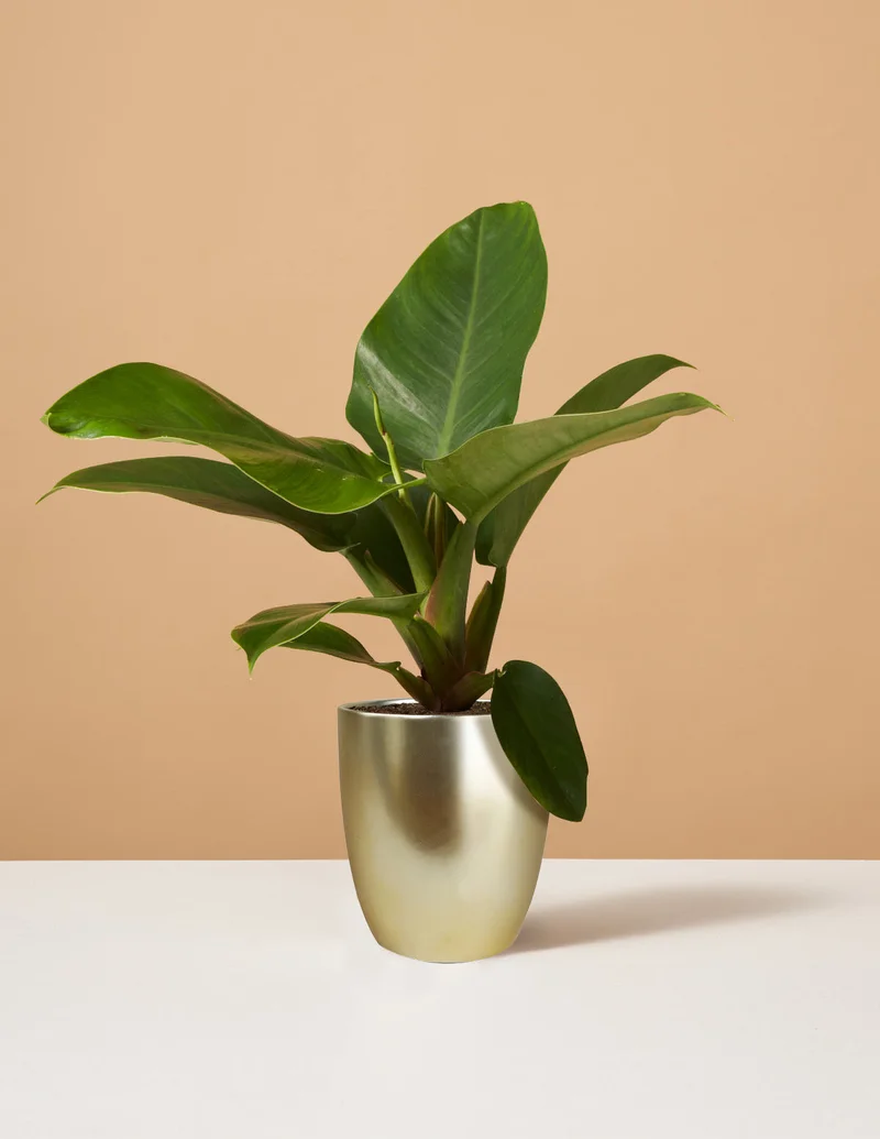 Image of Philodendron Imperial Green